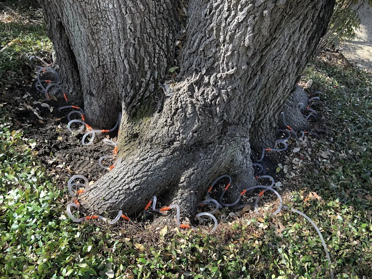 Detailed Tree Cabling and Bracing job site in Lawai