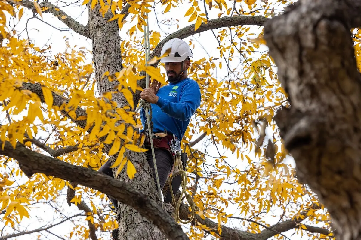 Skilled Tree Pruning crew working in Lawai
